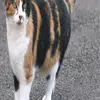 jesselsmith91066 - @jesselsmith91066 - TikTok