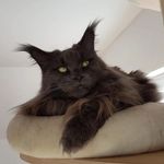 Sergio, Jessi, Hermine, Ileana, Murphy - @coonie_5 - Instagram