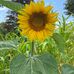 Jessice Bashore - Facebook