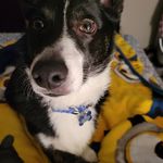 Jessica Baugh - @boz_the_corgi - Instagram