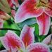JB Prahs - Facebook