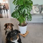 Jessica Caylor - @ksplantmombie - Instagram