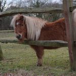Jessica De Groot - @mijn.paarden.verhaal.j - Instagram