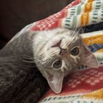 Jessica Devore-Silsby, Pet Mama to Chloe - @curiosities_of_chloe_the_kitty - Instagram
