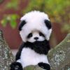 Jessica Eggleton - @sexypanda1234 - TikTok