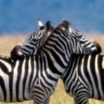 Jessica Ferrel - @zebraismyfavoritecolor - Instagram