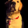 Jessica Gauthier - @jessicagauthier70 - TikTok