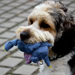 Jessica Harless - @realpetsland - Instagram