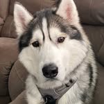 Jessica Jagger - @hamiltonthehusky - Instagram
