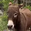 Donkey - @jessicajaynesdonkey - TikTok