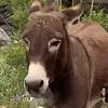 JessicaJaynesDonkeyy - @jessicajaynesdonkey2 - TikTok