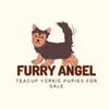 Your Furry Angel - @jessicamaple - TikTok