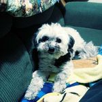 Jessica Maxson - @neonpuppypaw - Instagram