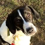 Jessica - @jessica_the_pointercollie - Instagram