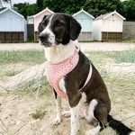Jessica The Pointer Collie - @jessicas_caninecapades - Instagram