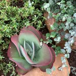 Jessica Ramsden Local Colour - @local_colour_gardens - Instagram