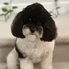 Jessica Van Remmen - @jvrme - TikTok