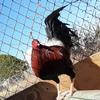 Jesse Badillo - @jessebadillo0 - TikTok