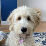 Jessie Beach - @jessie.the.goldendoodle - Instagram