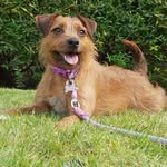 Jessie Beach (Puppoo) - @adventures_of_puppoo - Instagram