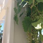 Jessie Bender - @dvinewineuncorked - Instagram