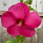 Jessie Bragg Stewart - @flowersandsunshine589 - Instagram