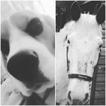Sarah marshall - @jessie.coedie.beagle.appaloosa - Instagram