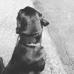 Jessie_cool_dogz - @jessie_cool_dogz - Instagram