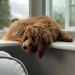 Jessie Forrest - @jessie_the_cavapoo_ - Instagram