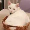 JessieFrederick82 - @jessiefrederick82 - TikTok
