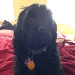 Jessie Hackett - @keep_calm_n_love_jessie_dog - Instagram