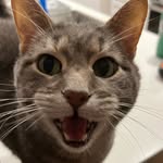 Jessie Larson - @swordgirl15 - Instagram