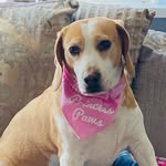 @jessie_lemon_beagle - Instagram