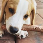 Jessie The Lemon Beagle - @jessiethelemonbeagle - Instagram