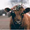 jessielemon83 - @jessielemon83 - TikTok