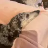 jessielight13 - @jessielight13 - TikTok