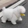 Jessie - @jessieluo00 - TikTok