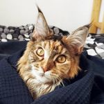 Jessie Ursa Major - @jessie_mainecoon - Instagram