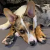 jessie.major - @jessie.major - TikTok