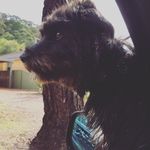 Jessie Masters - @princethepomapoochi - Instagram