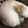 Jessie_Medrano - @jessie_medrano - TikTok