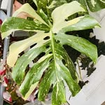 Jessica Mize - @plants_are_my_therapy - Instagram