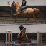 Jessica Ogle - @jessicaogleshowjumping - Instagram