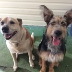 Jessie & Piper - @jessiepiper5559 - Instagram