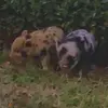 Jessie and Piper🐷 - @jessie.and.piper - TikTok
