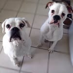 Piper & Jessie - @piperandjessietheboxers - Instagram