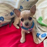 Jessie Post - @baby_girlminniechihuahua - Instagram
