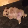 Jessie_Rowley - @jessie_rowley - TikTok