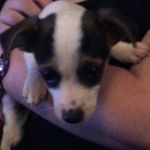 I Luv my dog Scrappy doo - @jessie_sapphire_16 - Instagram