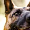Jessie <3 - @jessie_the_shepherd - TikTok